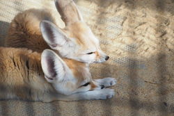 動物園のフェネック